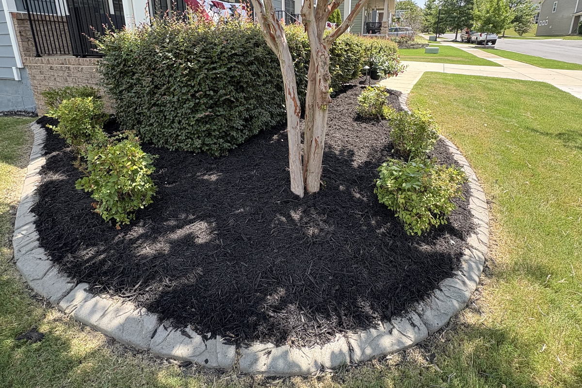 Curved landscape bed with concrete border edging and fresh black mulch around a crepe myrtle in Fort Mill, SC